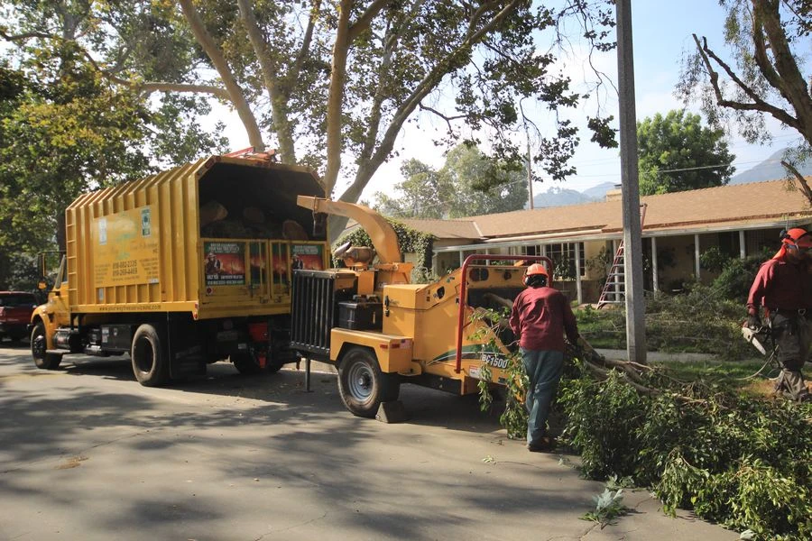 tree stump removal