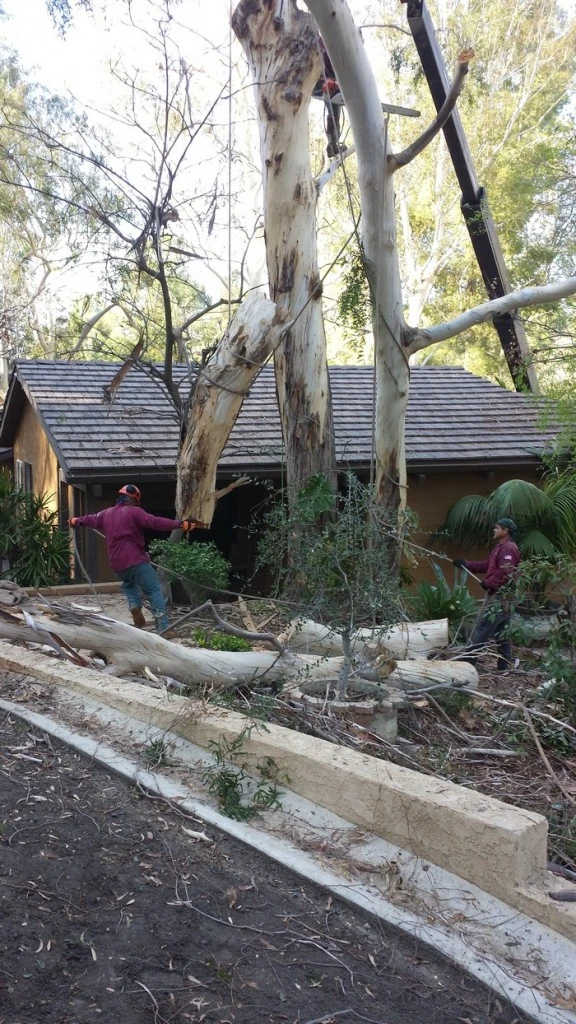 tree trimming agoura hills