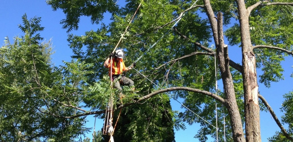 tree trimming bel air