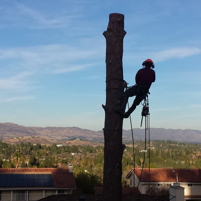 tree trimming encino