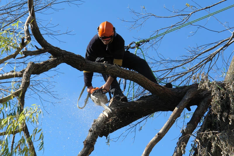 tree trimming pacific palisades