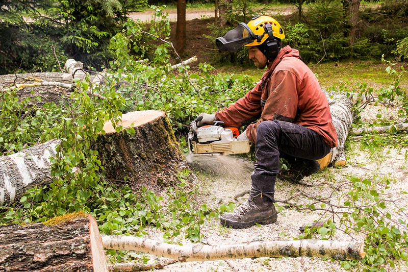 tree trimming service near me