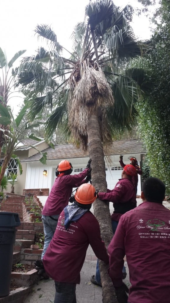 tree trimming van nuys